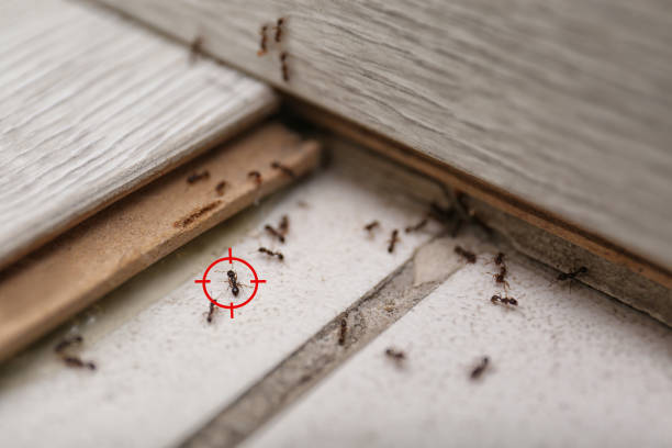 Best Termite Control Services  in Oro Valley, AZ